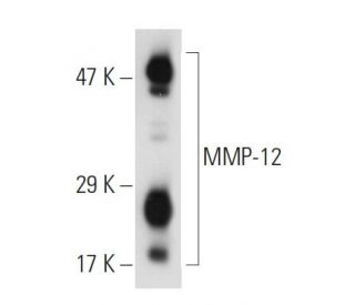 MMP-12 Antibody (A-2) - Western Blotting - Image 45428