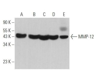 MMP-12 Antibody (G-2) - Western Blotting - Image 362899 