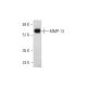 MMP-13 Antibody (C-3) - Western Blotting - Image 344700