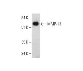 western blotting image from recommended MMP-13 (C-3) monoclonal antibody replacement. Image 344700