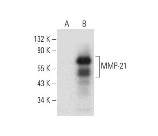 MMP-21 Antibody (C-7) - Western Blotting - Image 309549