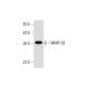 MMP-26 Antibody (TG-9) - Western Blotting - Image 295601 