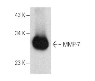 MMP-7 Antibody (A-5) - Western Blotting - Image 389128 
