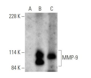 MMP9 Antibody (E-11) - Western Blotting - Image 372312 