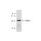 MNDA Antibody (C-3) - Western Blotting - Image 291051 