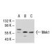 Mnk1 Antibody (C-5) - Western Blotting - Image 40724 