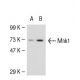 Mnk1 Antibody (D-2) - Western Blotting - Image 51624 