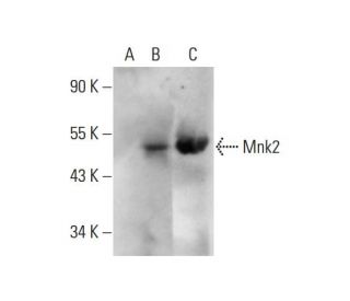 Mnk2 Antibody (B-6) - Western Blotting - Image 143365The Double Nickase Plasmid features a U6 promoter for sgRNA expression, a 20 nt targeting sequence, and a gRNA scaffold to guide Cas9n. It includes a CBh promoter for Cas9n (D10A) and puromycin resistance, GFP for transfection verification, and nuclear localization signals (NLS). The 2A peptide allows co-expression of Cas9n and Puro from a single promoter, enabling precise genome editing with reduced off-target effects.