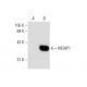 MOAP1 Antibody (A-11) - Western Blotting - Image 132589