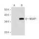 MOAP1 Antibody (G-2) - Western Blotting - Image 149652