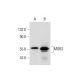 MOB2 Antibody (2400C3a) - Western Blotting - Image 318170 