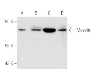 Moesin Antibody (E-10) - Western Blotting - Image 3441 