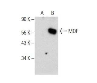 MOF Antibody (G-12) - Western Blotting - Image 135764 