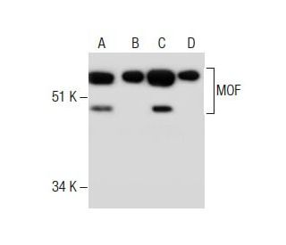 MOF Antibody (T13H1B2) - Western Blotting - Image 285118 