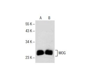 MOG Antibody (D-2) - Western Blotting - Image 154094 