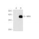 MOG Antibody (NYRMOG) - Western Blotting - Image 62675