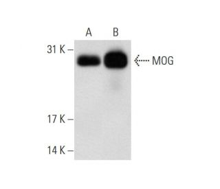 MOG Antibody (NYRMOG) - Western Blotting - Image 70196 