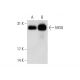 MOG Antibody (NYRMOG) - Western Blotting - Image 70196 