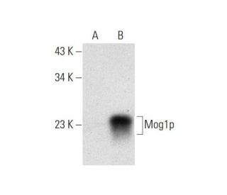 Mog1p Antibody (C-2) - Western Blotting - Image 296952