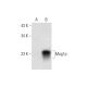 Mog1p Antibody (C-2) - Western Blotting - Image 296952