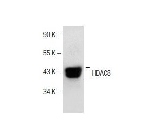 Histone Deacetylase 8 (HDAC8) Antibody (F-9) - Western Blotting - Image 148982 