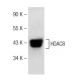 Histone Deacetylase 8 (HDAC8) Antibody (F-9) - Western Blotting - Image 148982 