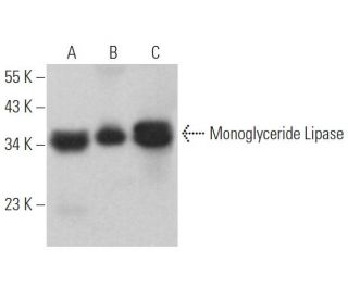 Monoglyceride Lipase Antibody (C-11) - Western Blotting - Image 365097 