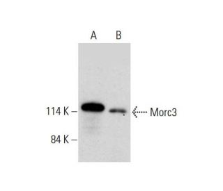 Morc3 Antibody (G-12) - Western Blotting - Image 325233 
