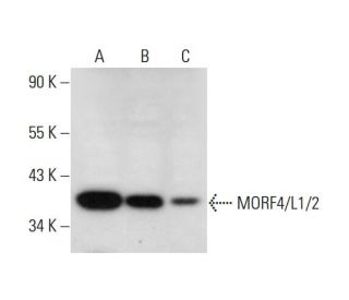 MORF4/L1/2 Antibody (D-9) - Western Blotting - Image 325164 