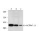 MORF4/L1/2 Antibody (D-9) - Western Blotting - Image 325164 