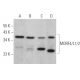 MORF4/L1/2 Antibody (D-9) - Western Blotting - Image 367018 