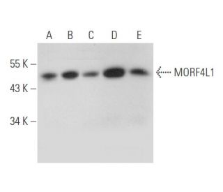 MORF4L1 Antibody (E-8) - Western Blotting - Image 333455 