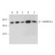 MORF4L1 Antibody (E-8) - Western Blotting - Image 333455 