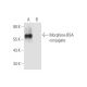 Morphine Antibody (201) - Western Blotting - Image 57728