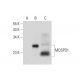 MOSPD1 Antibody (G-7) - Western Blotting - Image 320313