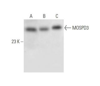MOSPD3 Antibody (C-7) - Western Blotting - Image 332817 