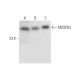 MOSPD3 Antibody (C-7) - Western Blotting - Image 332817 