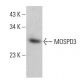 MOSPD3 Antibody (C-7) - Western Blotting - Image 364856