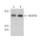 MOSPD3 Antibody (C-7) - Western Blotting - Image 387388 