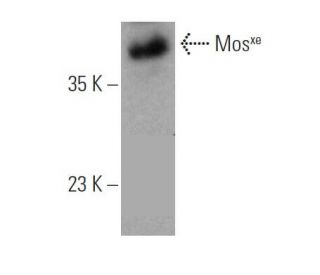 Mos<sup>xe</sup> Antibody (B-4) - Western Blotting - Image 371028