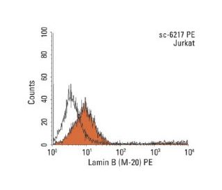 Lamin B (M-20): sc-6217. Indirect, intracellular FCM analysis of fixed and permeabilized Jurkat cells stained with Lamin B