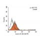 Lamin B (M-20): sc-6217. Indirect, intracellular FCM analysis of fixed and permeabilized Jurkat cells stained with Lamin B
