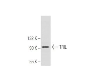 mouse brain extract: sc-2253. Western blot analysis of TRIL expression... 
