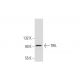 mouse brain extract: sc-2253. Western blot analysis of TRIL expression... 