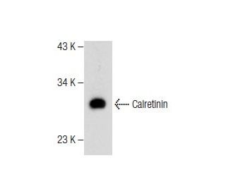 Calretinin (H-45): sc-50453. Western blot analysis of Calretinin expression in mouse cerebellum tissue extract. 