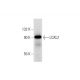 mouse heart extract: sc-2254. Western blot analysis of LOXL2 expression...