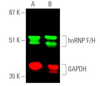 Simultaneous near-infrared western blot analysis of hnRNP F/H expression, detected with hnRNP F/H (1G11): sc-32310 and m-I 