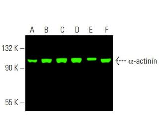 &alpha;-actinin (H-2): sc-17829. Near-Infrared western blot analysis of &alpha;-actinin expression in HeLa (A), Jurkat (B), HeLa (C), 