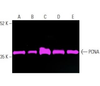 PCNA (PC10): sc-56. Fluorescent western blot analysis of PCNA expression in HCT-116 (A), HeLa (B), MOLT-4 (C), NIH/3T3 (D) 