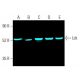 Lck (3A5): sc-433. Fluorescent western blot analysis of Lck expression in MOLT-4 (A), ALL-SIL (B), CCRF-CEM (C), Jurkat (D 